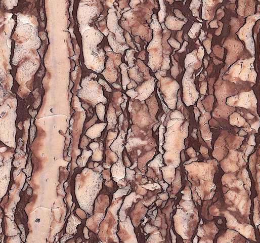 Snack Red-China granite tiles Prefabricated Slabs Vanity tops